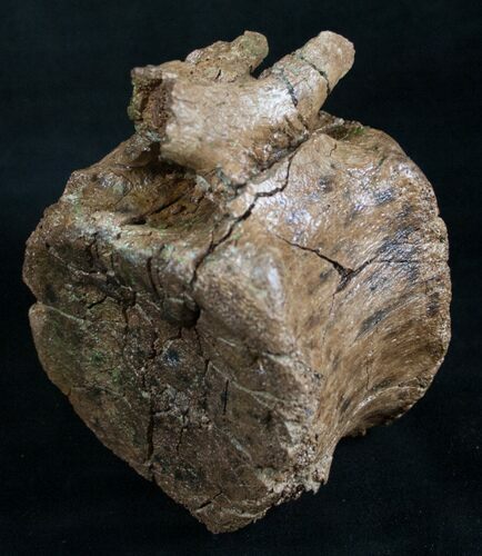 Solid Edmontosaurus (Hadrosaur) Vertebrae - Montana #8453